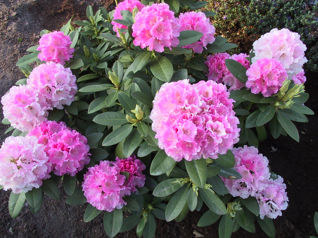 Rhododendron yakushimanum Doc 02.jpg